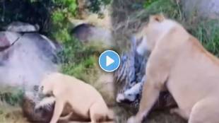 lion attacked the leopard Video