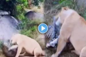 lion attacked the leopard Video