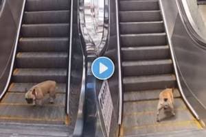 Dog play Viral Video