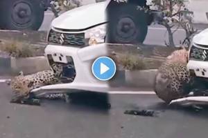 Leopard Viral Video