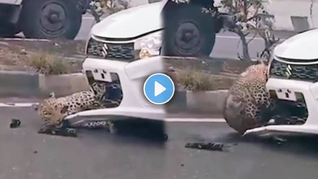 Leopard Viral Video