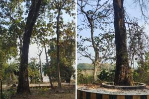 Pushpa, Red Sandal Tree, Red Sandal Tree Tadoba,