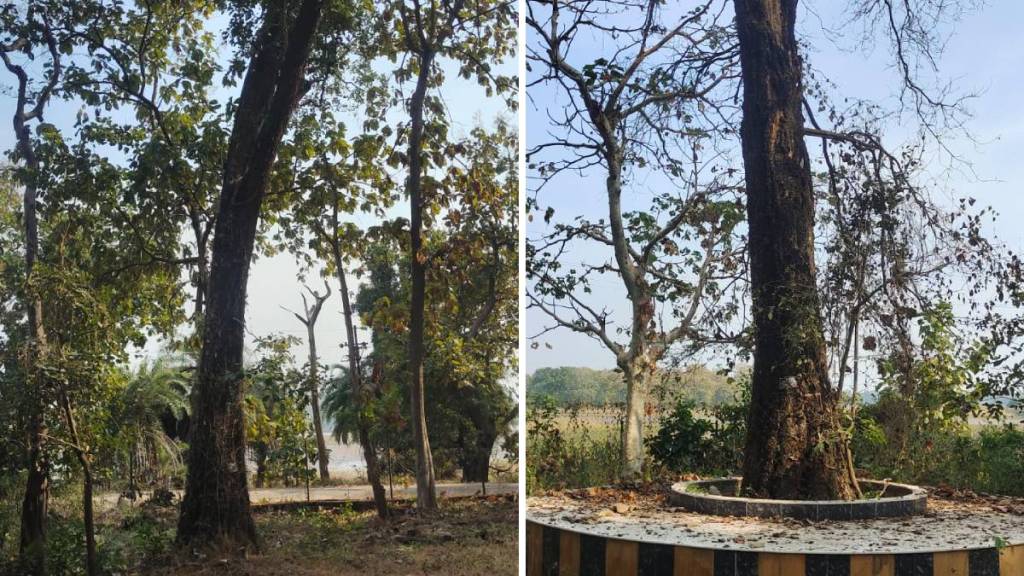 Pushpa, Red Sandal Tree, Red Sandal Tree Tadoba,