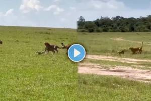 three cheetahs attack the fox