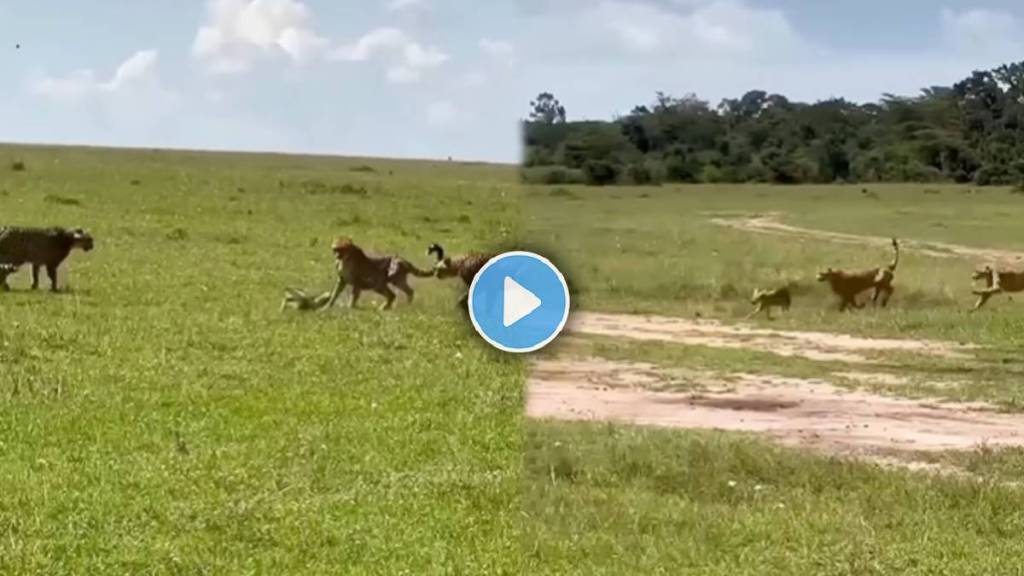 three cheetahs attack the fox