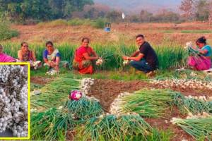 white onion Alibaug, Raigad, white onion,