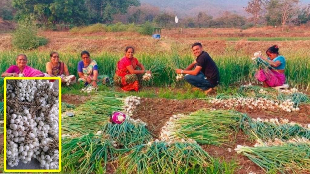 white onion Alibaug, Raigad, white onion,