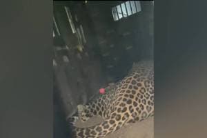 Leopard, Bhiwandi, godown area in Bhiwandi,