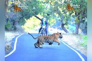 Tadoba tiger, tiger bike video Tadoba ,