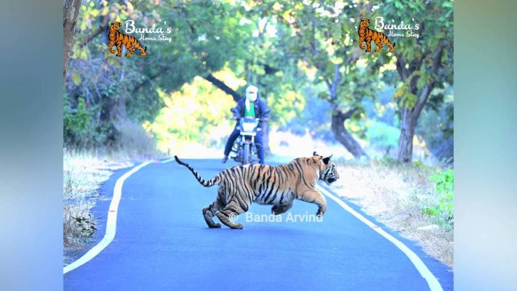 Tadoba tiger, tiger bike video Tadoba ,