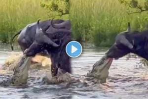 A brutal attack by a crocodile on a buffalo