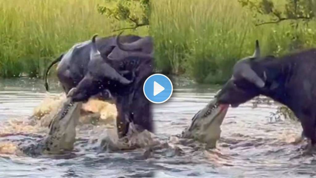 A brutal attack by a crocodile on a buffalo