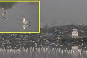 Navi Mumbai Foreign Birds , Uran , Panvel Bay Shore,