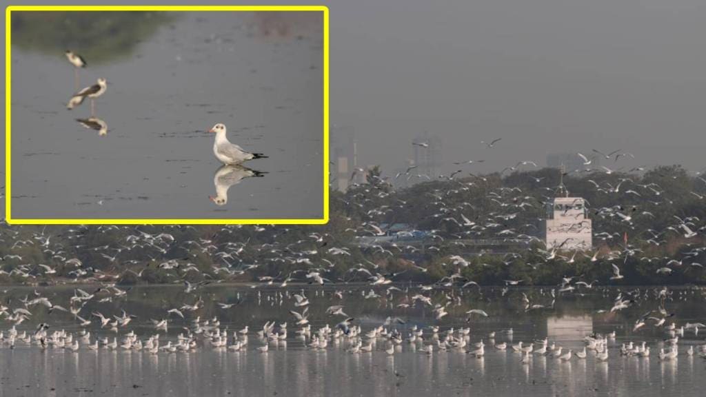 Navi Mumbai Foreign Birds , Uran , Panvel Bay Shore,