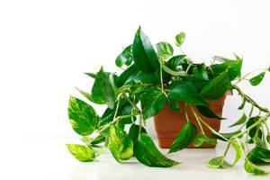 How do I keep my money plant healthy