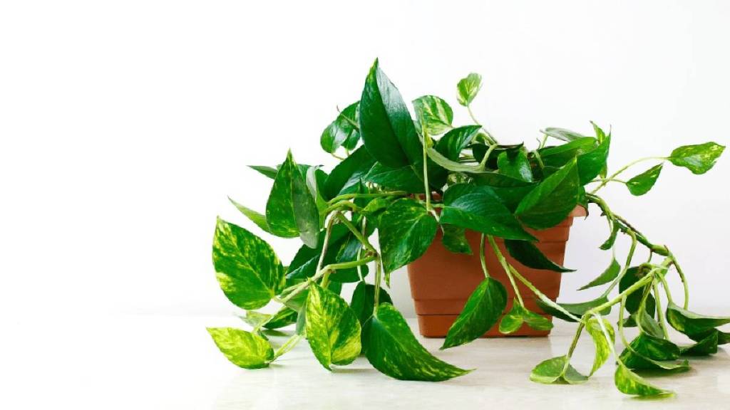 How do I keep my money plant healthy