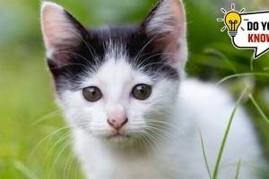 Five Rarest Cat Breeds