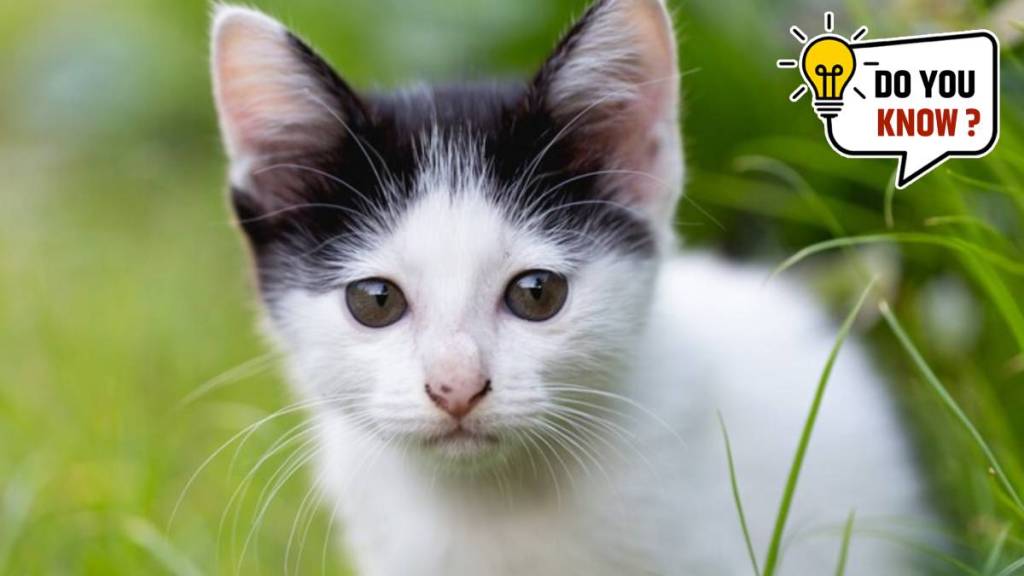 Five Rarest Cat Breeds