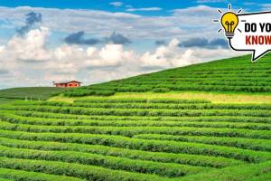 Tea City of India