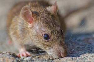 How To Get Rid Of Rats In House