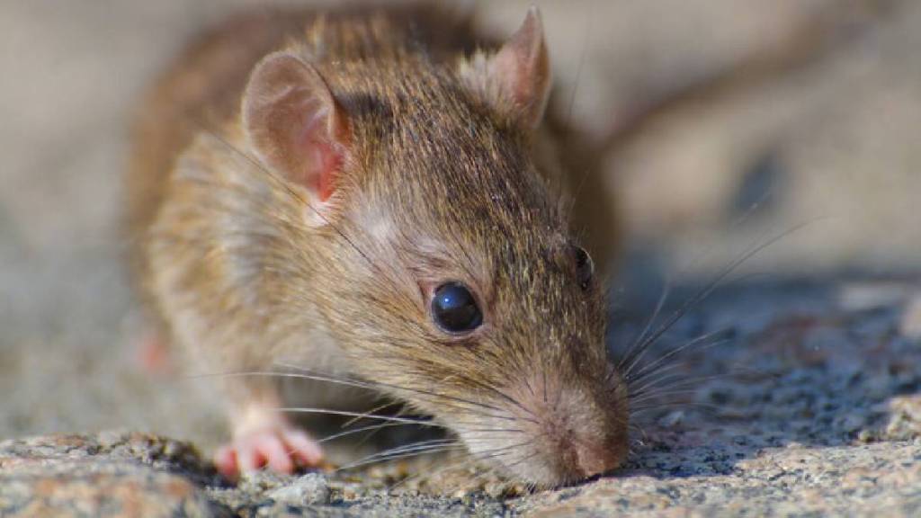 How To Get Rid Of Rats In House