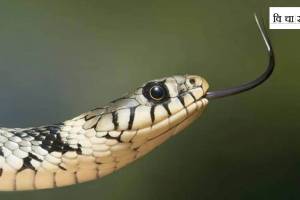 India is known internationally as snakebite capital