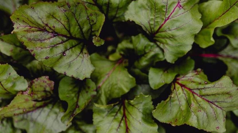 Radish leaves are beneficial for health