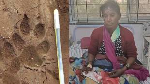 Sugarcane worker injured, Hyena attack, Kadegaon Taluka, Sangli Hyena attack,