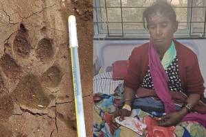 Sugarcane worker injured, Hyena attack, Kadegaon Taluka, Sangli Hyena attack,