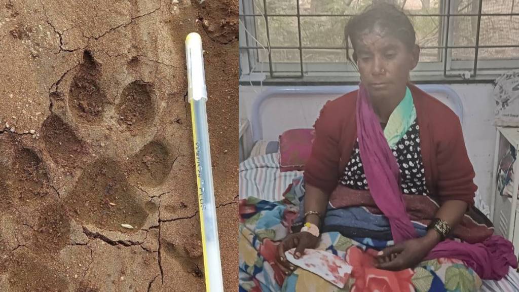 Sugarcane worker injured, Hyena attack, Kadegaon Taluka, Sangli Hyena attack,