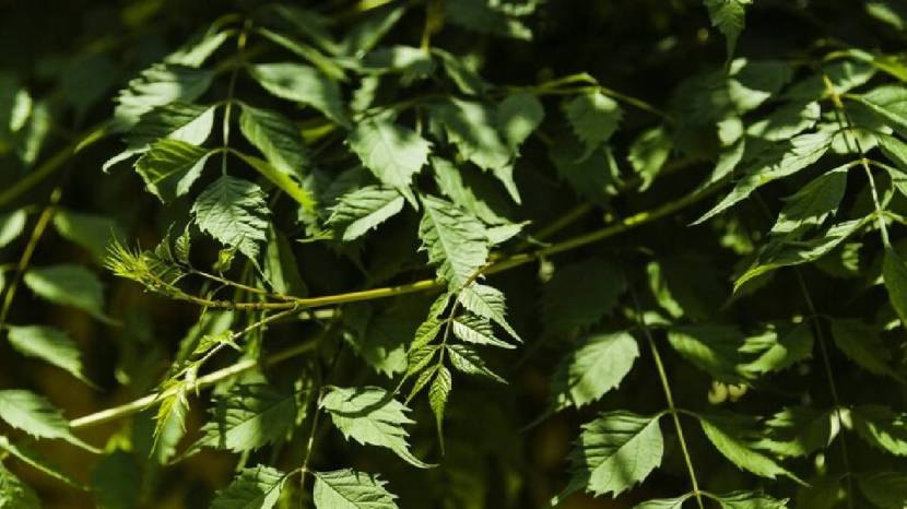 Neem extract is miraculous for many health problems