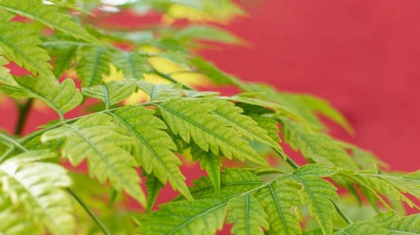 Neem extract is miraculous for many health problems