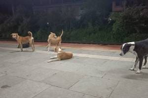 kalyan municipalitys Rukminibai Hospital show that three people were bitten by stray dog