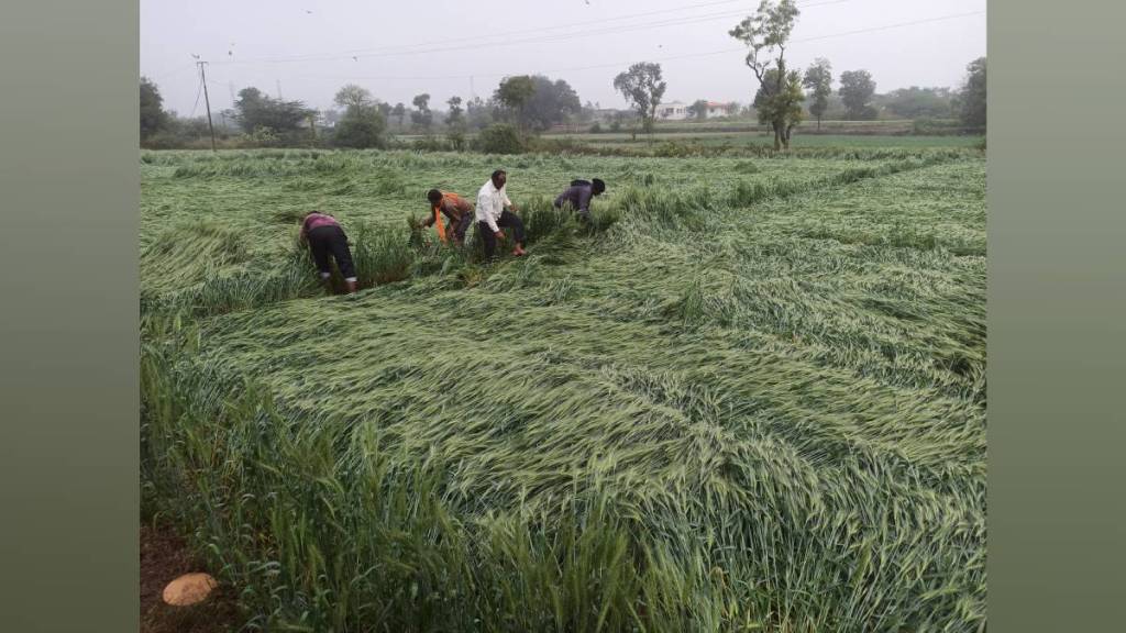 North Maharashtra due to unseasonal rain on Friday damaged crops