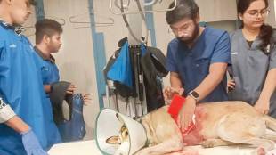 stray dog in Andheri West injured by an airgun bullet