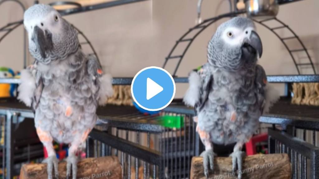 Parrot talking in english fight with women funny video viral on social media