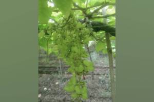 bat swarm attacked vineyard in Hatnoor destroying ten tonnes of grapes overnight