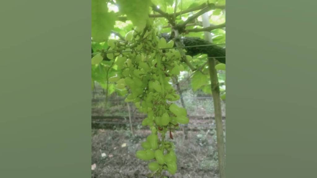 bat swarm attacked vineyard in Hatnoor destroying ten tonnes of grapes overnight