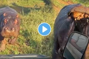 Shocking video Angry Hippopotamus Attacks Tourists At A Jungle Safari Animal Video Viral