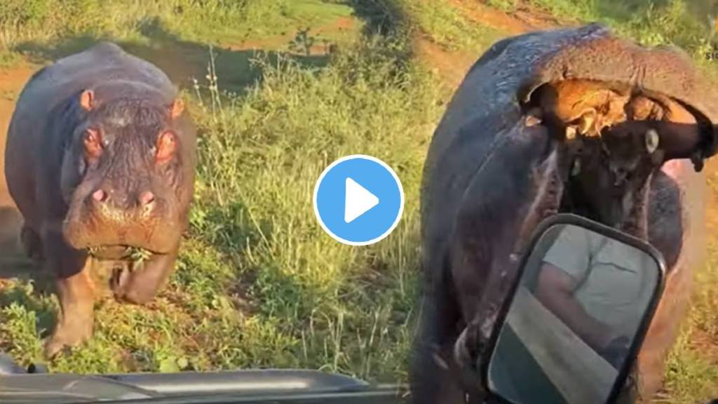 Shocking video Angry Hippopotamus Attacks Tourists At A Jungle Safari Animal Video Viral