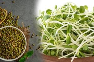 Eating Sprouts At Night: Is It A Healthy Choice? Here's What Experts Say Sprouts benefits