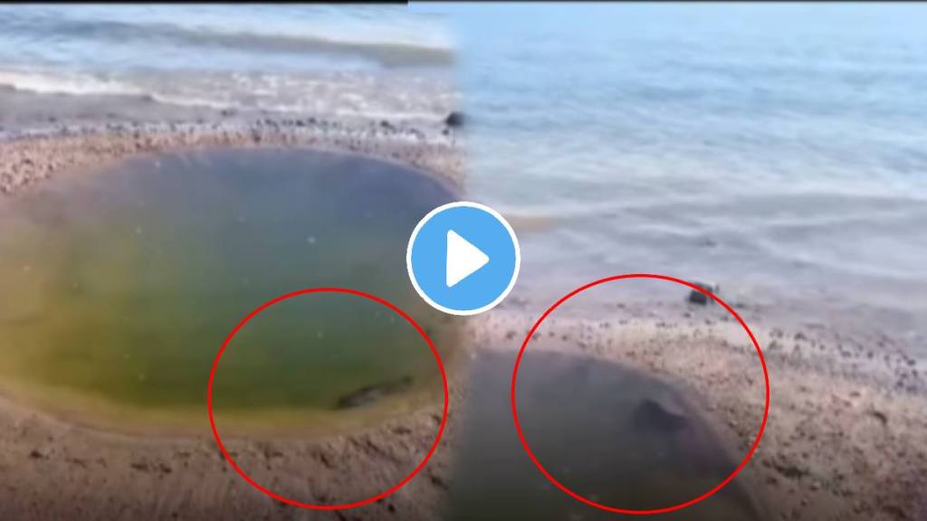 One decision can change your life fish jumping in big ocean shocking video goes viral