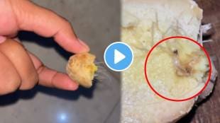 Algae found in ginger