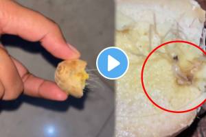 Algae found in ginger