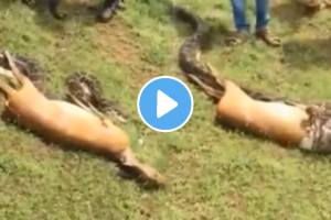 Python Eating Deer In 12 Second Omg Video Viral Shocking video