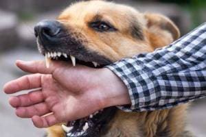 mauled dog in Chikhli bitten many causing fear among residents