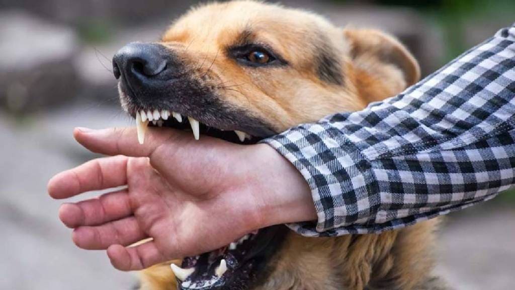 mauled dog in Chikhli bitten many causing fear among residents