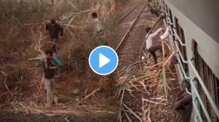 Viral video of a man stealing sugarcane from a sugarcane field and taking it off the train after stopping on the train is currently going viral