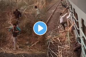 Viral video of a man stealing sugarcane from a sugarcane field and taking it off the train after stopping on the train is currently going viral