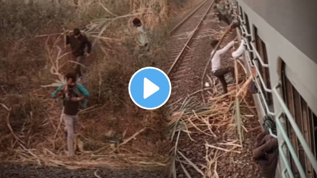 Viral video of a man stealing sugarcane from a sugarcane field and taking it off the train after stopping on the train is currently going viral